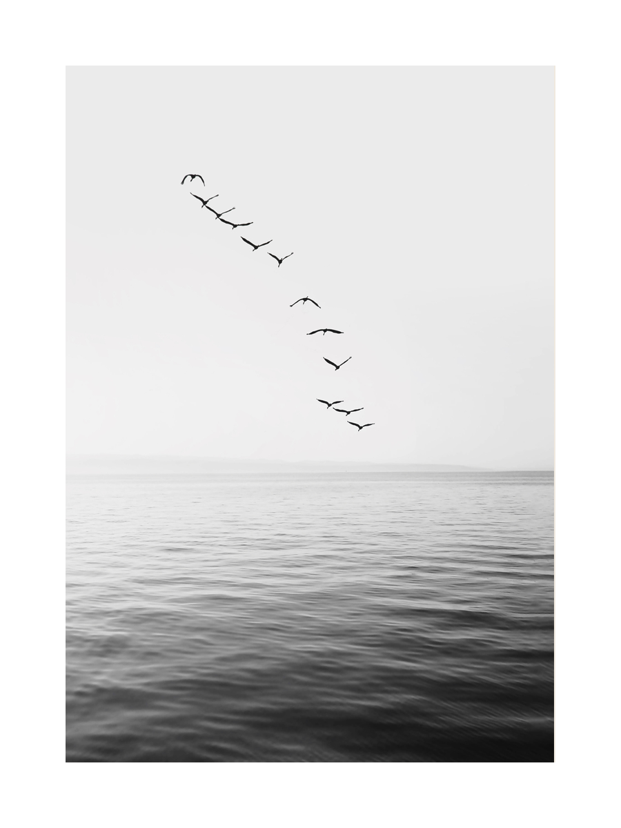 Schwarz-weiß-Fotografie von Vögeln, die über Wasser fliegen.
