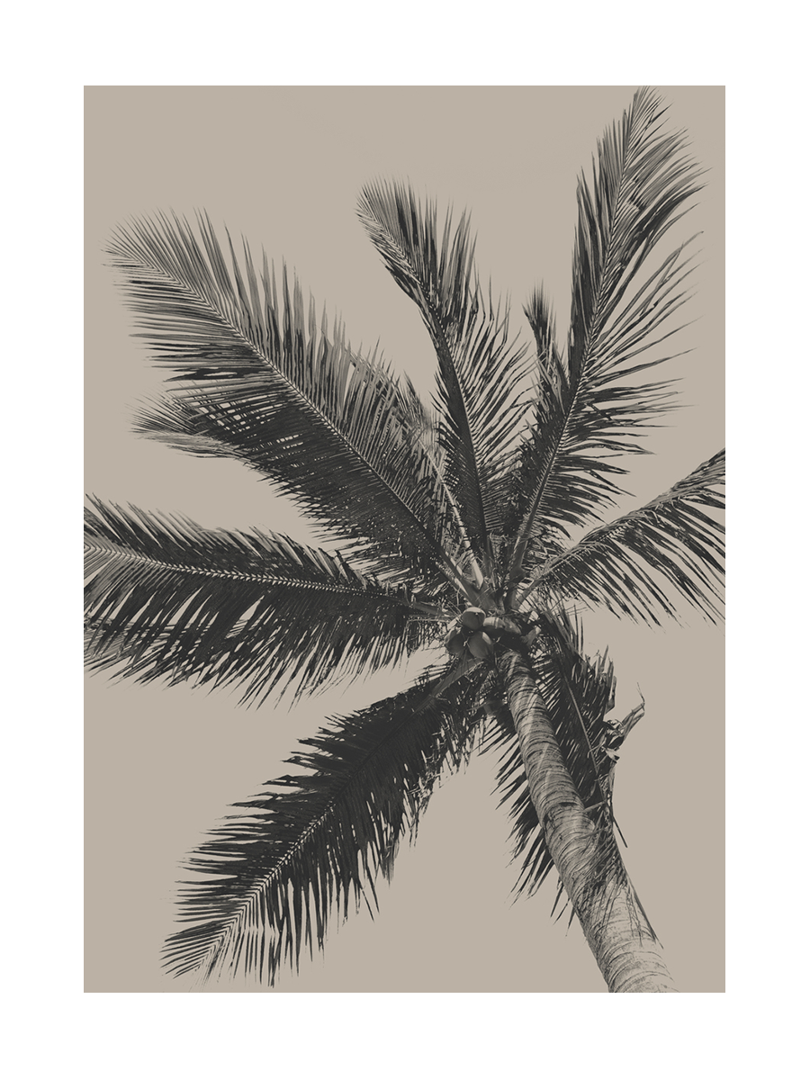 Fotografie einer Palme mit schwarzem Stamm und Blättern vor beigem Hintergrund.