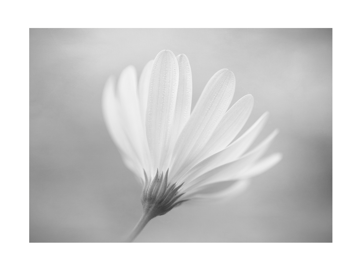 Schwarzweißfotografie einer Blume mit verschwommenem Hintergrund.