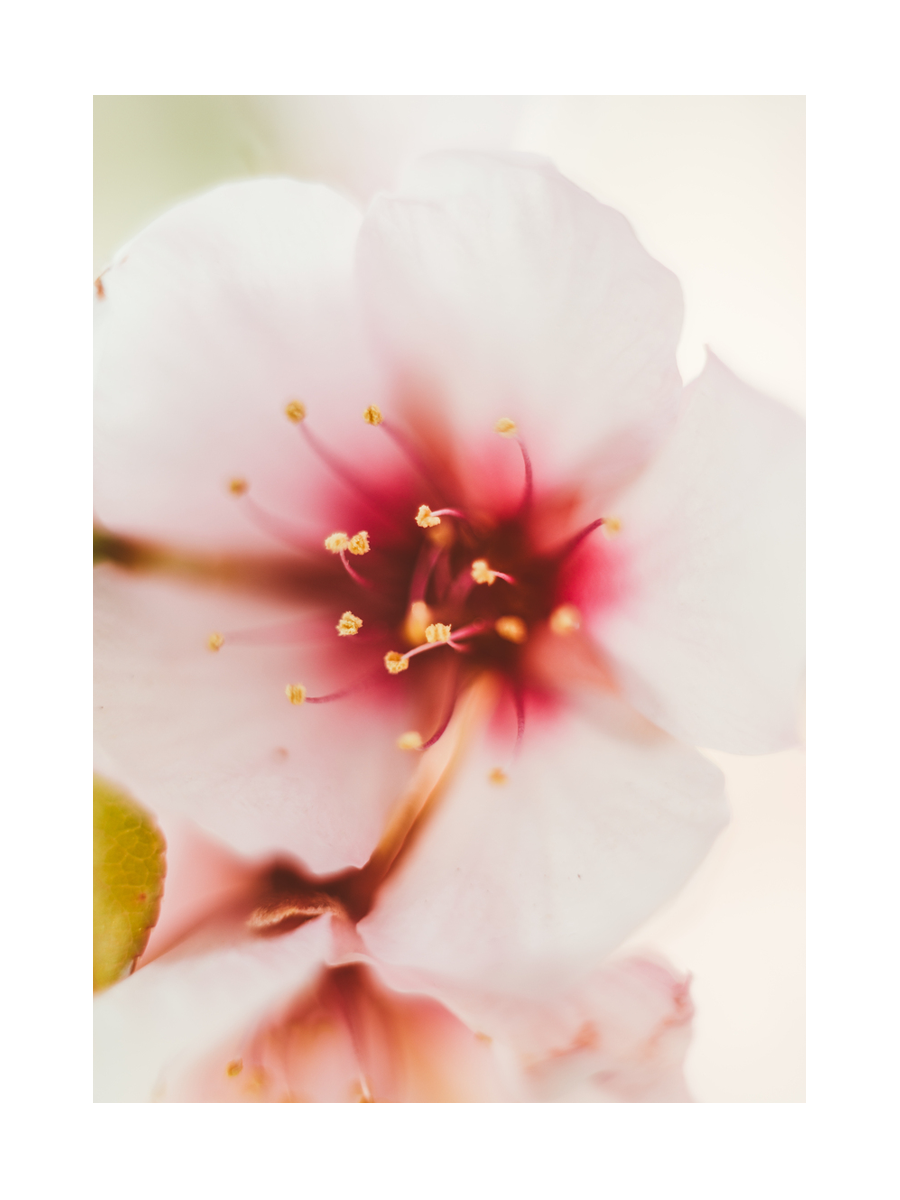Nahaufnahme einer rosa Blüte mit rotem und gelbem Inneren.