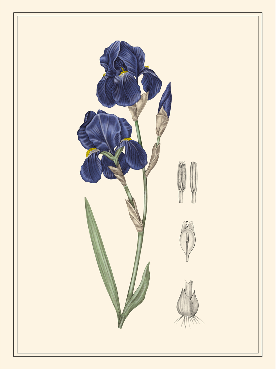 Illustration einer blauen Iris mit grauen Blumenteilen auf beigem Hintergrund.