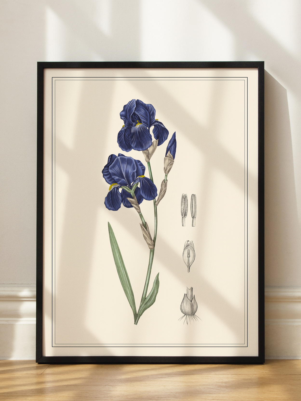 Blue Iris Poster