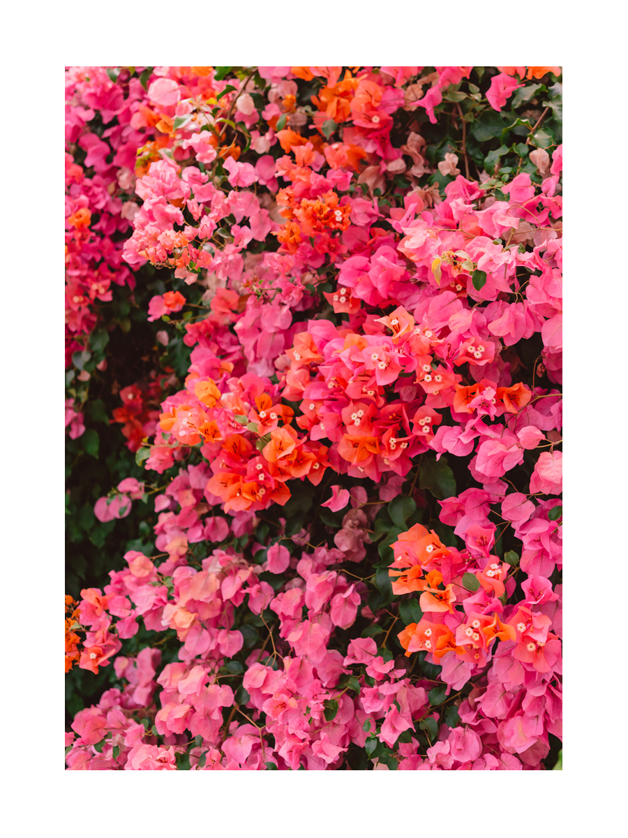 Bougainvillea in voller Blüte mit rosa und orangefarbenen Blüten.