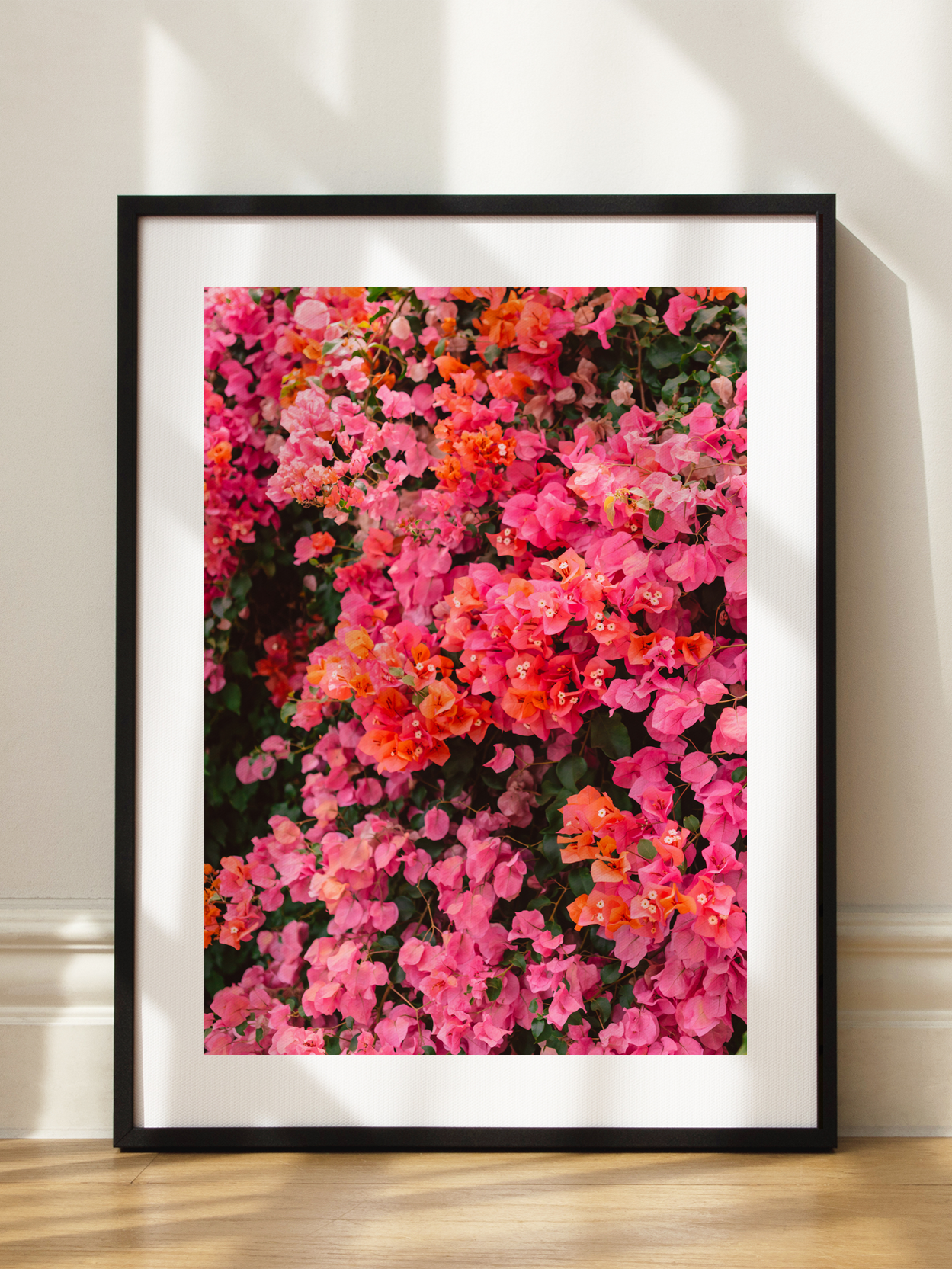 Bougainvillea in Bloom Poster