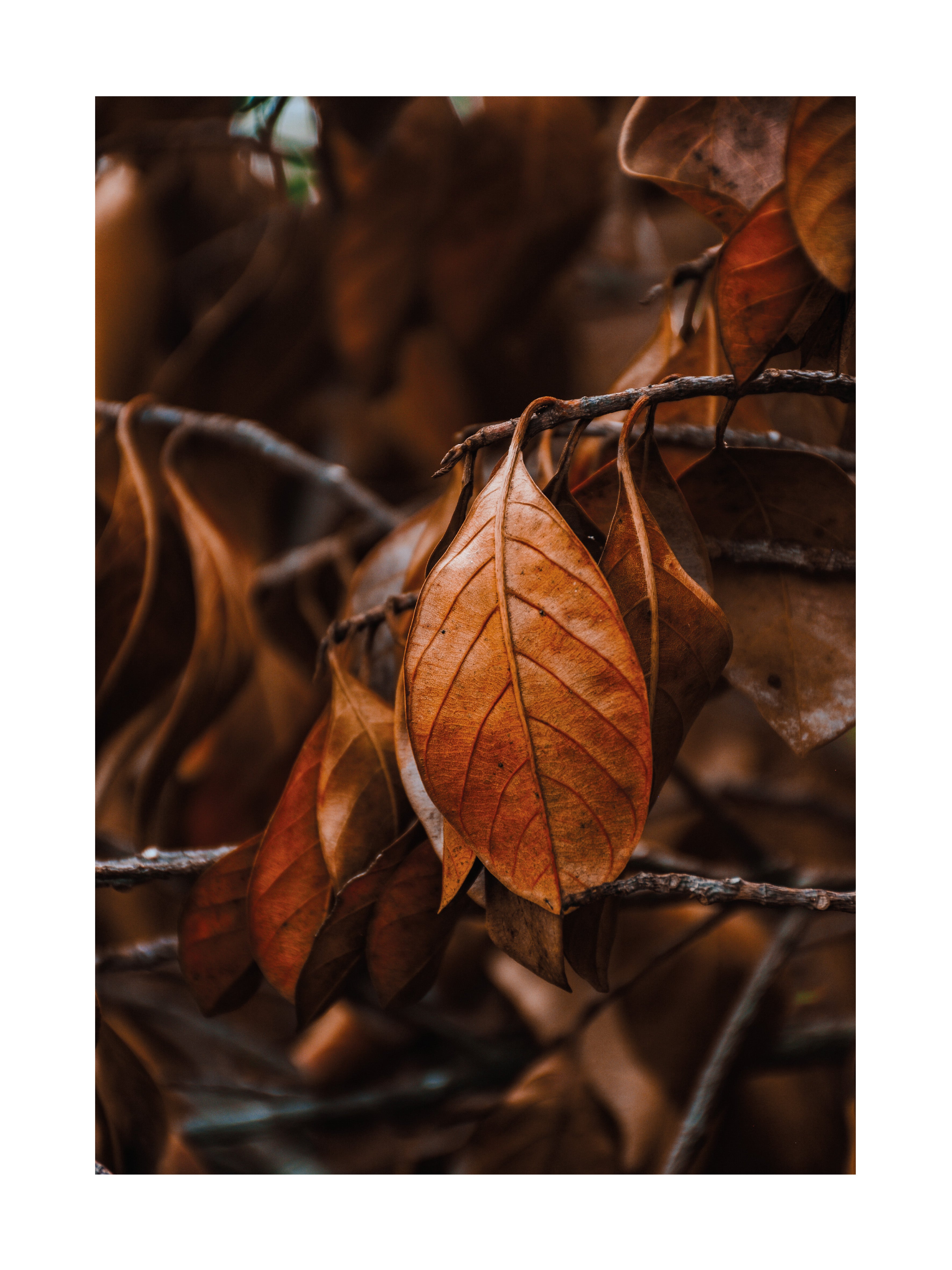 Fotografie von braunen, trockenen Blättern auf einem Ast.