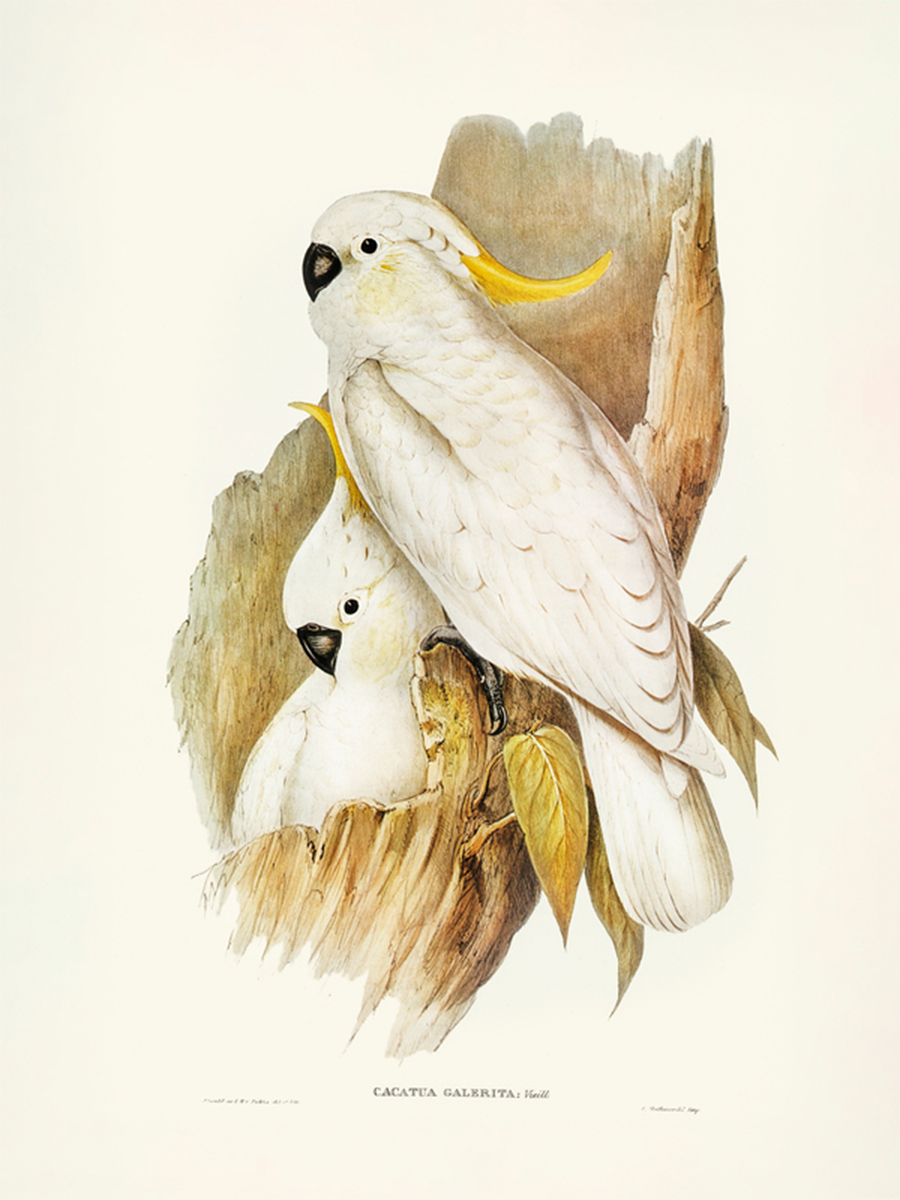 Cacatua Galerita Poster