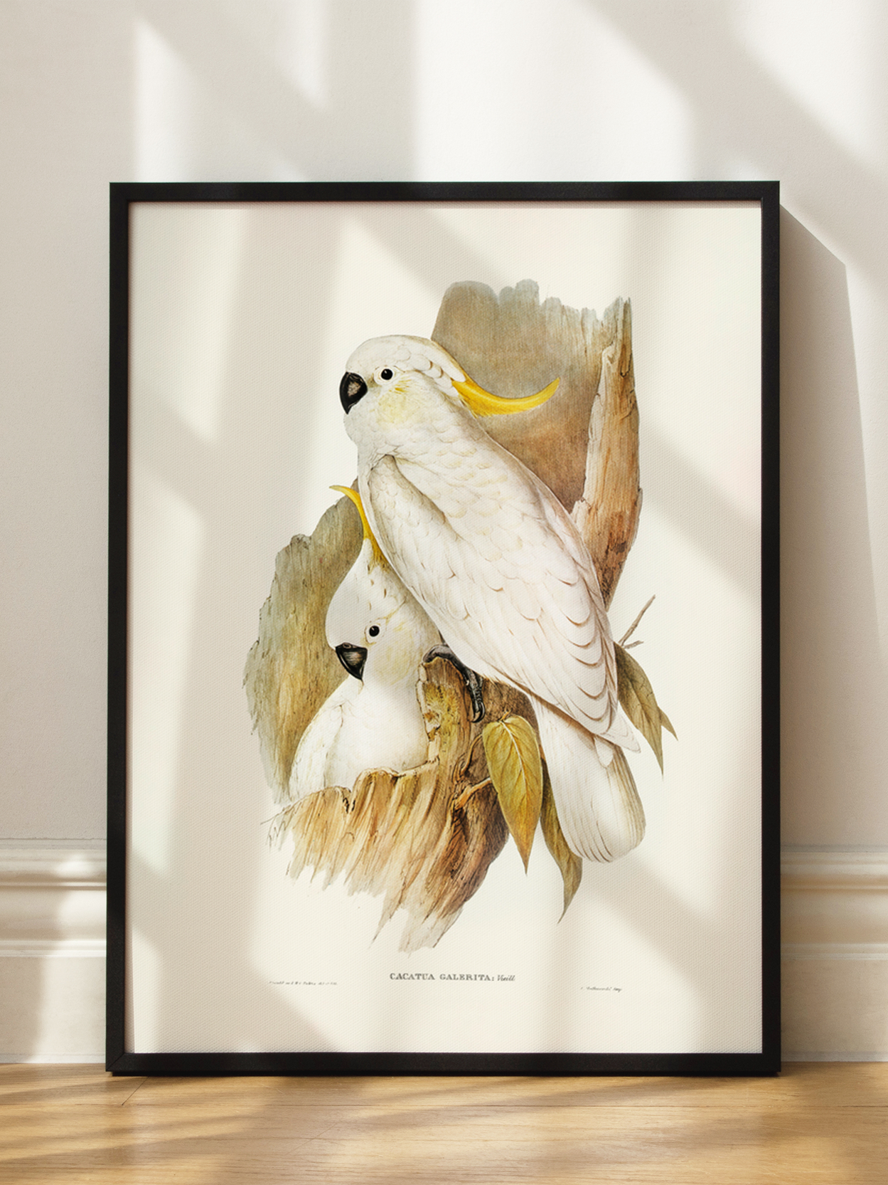 Cacatua Galerita Poster