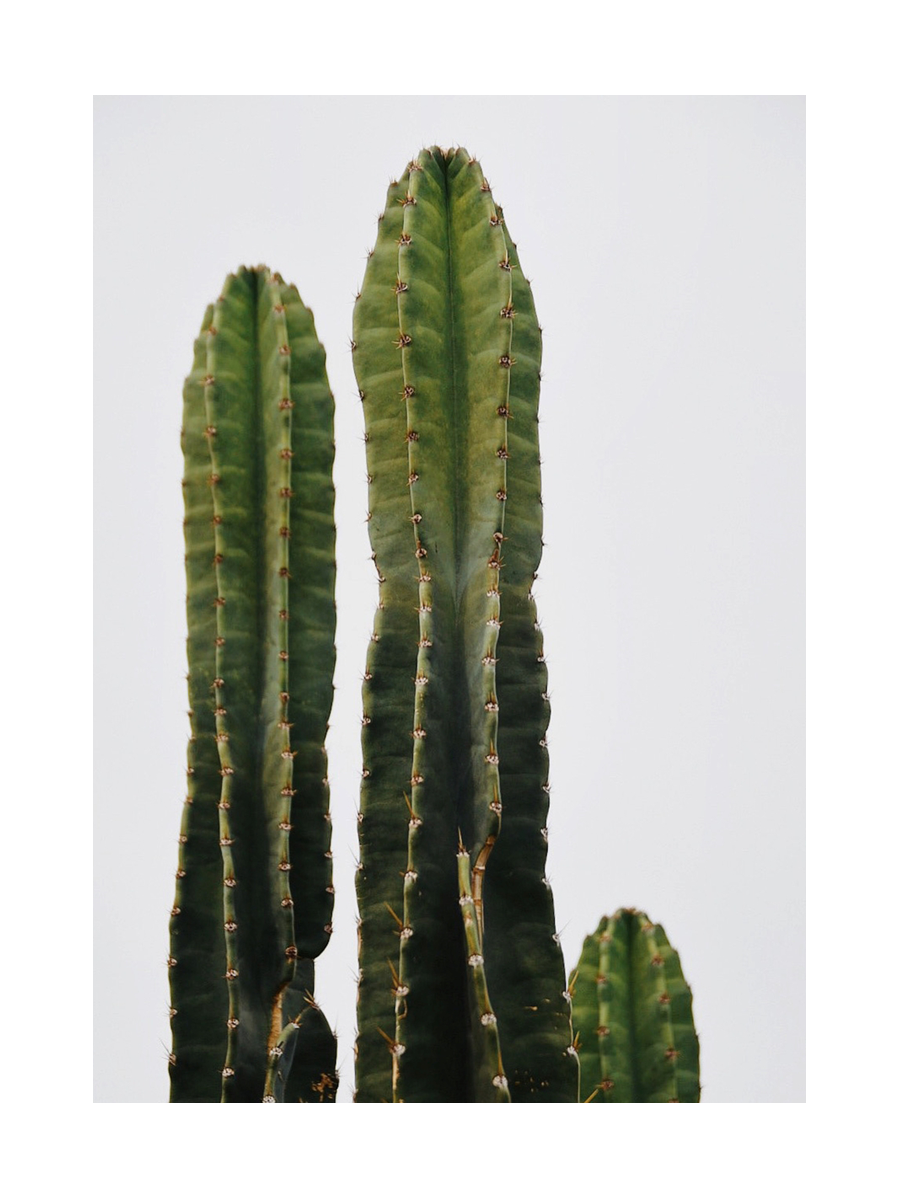 Cactus Poster