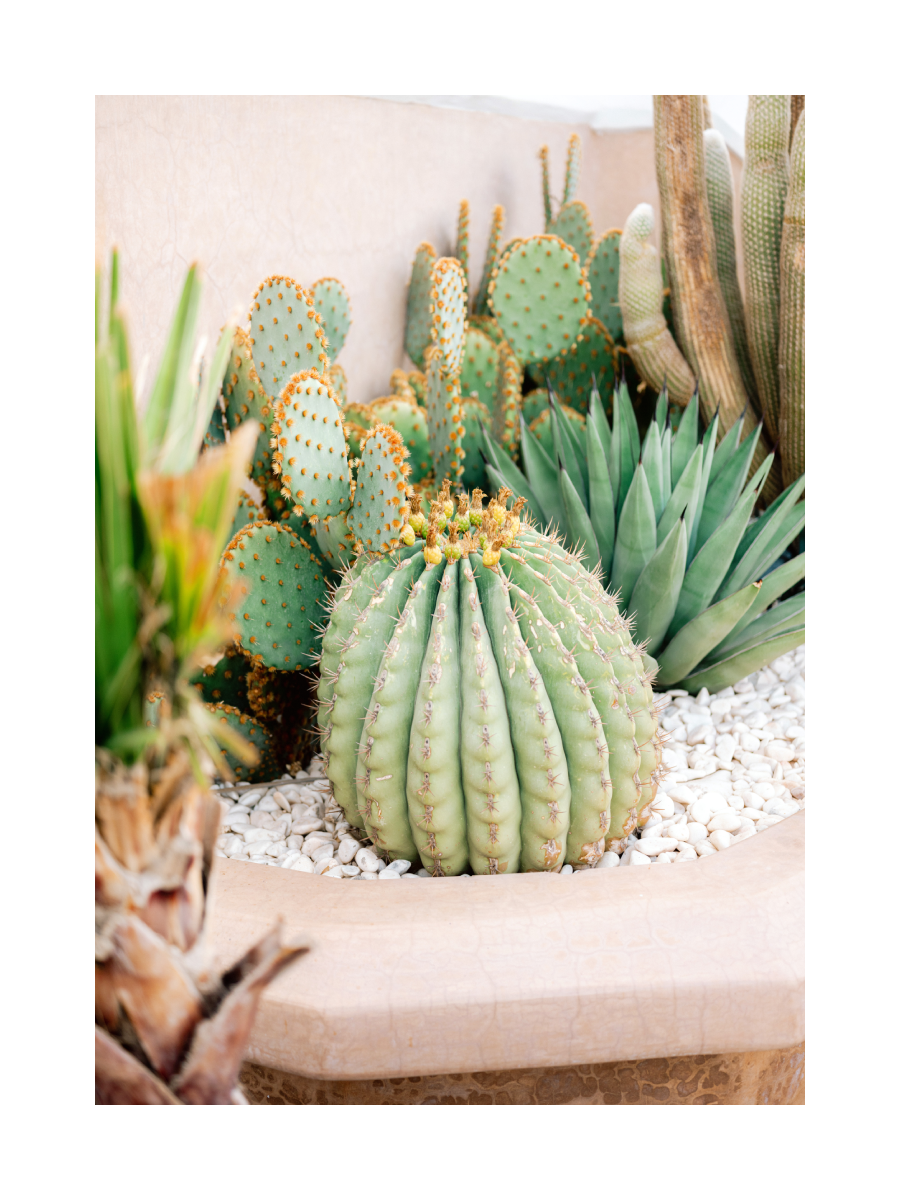 Cactus Garden 2 Poster