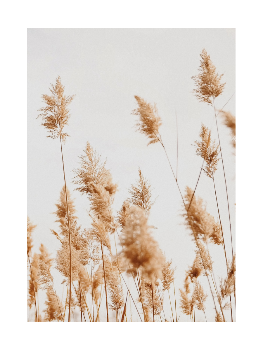 Calm Reeds Poster