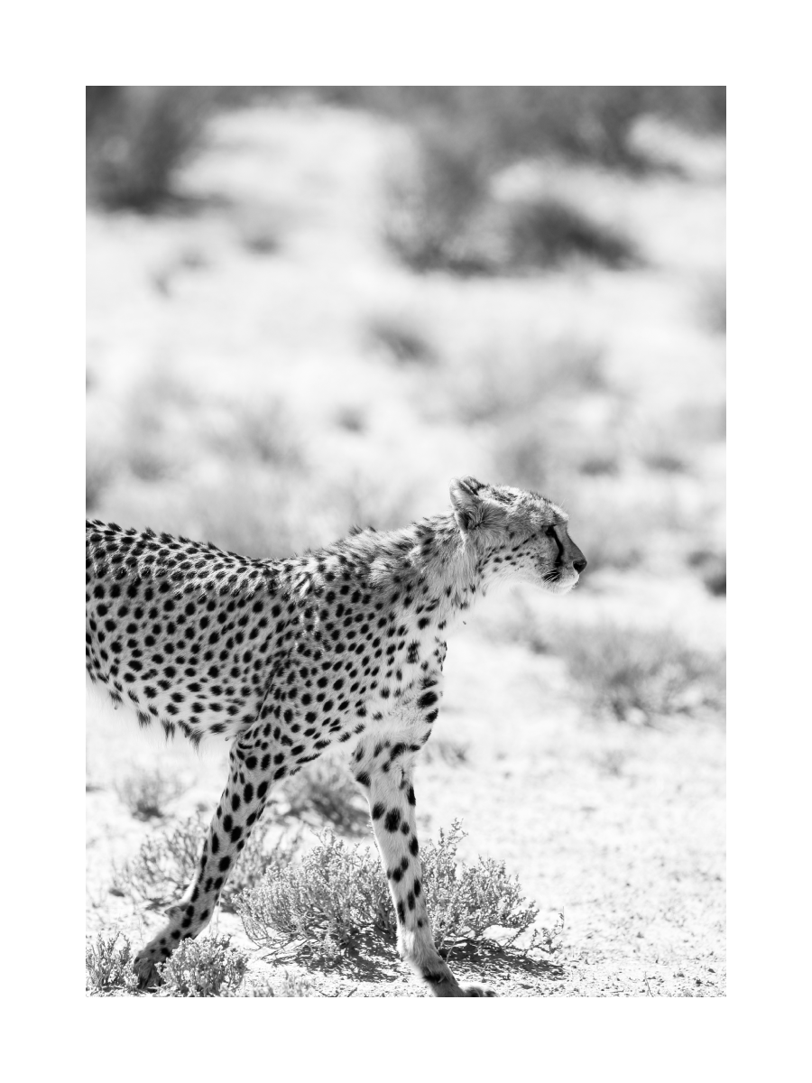 Cheetah Poster