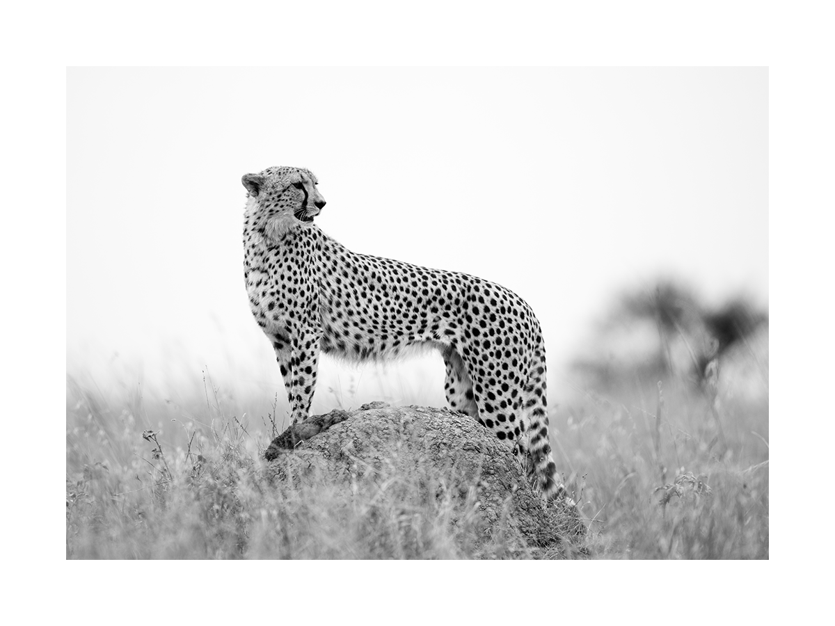 Cheetah in the Wild Poster