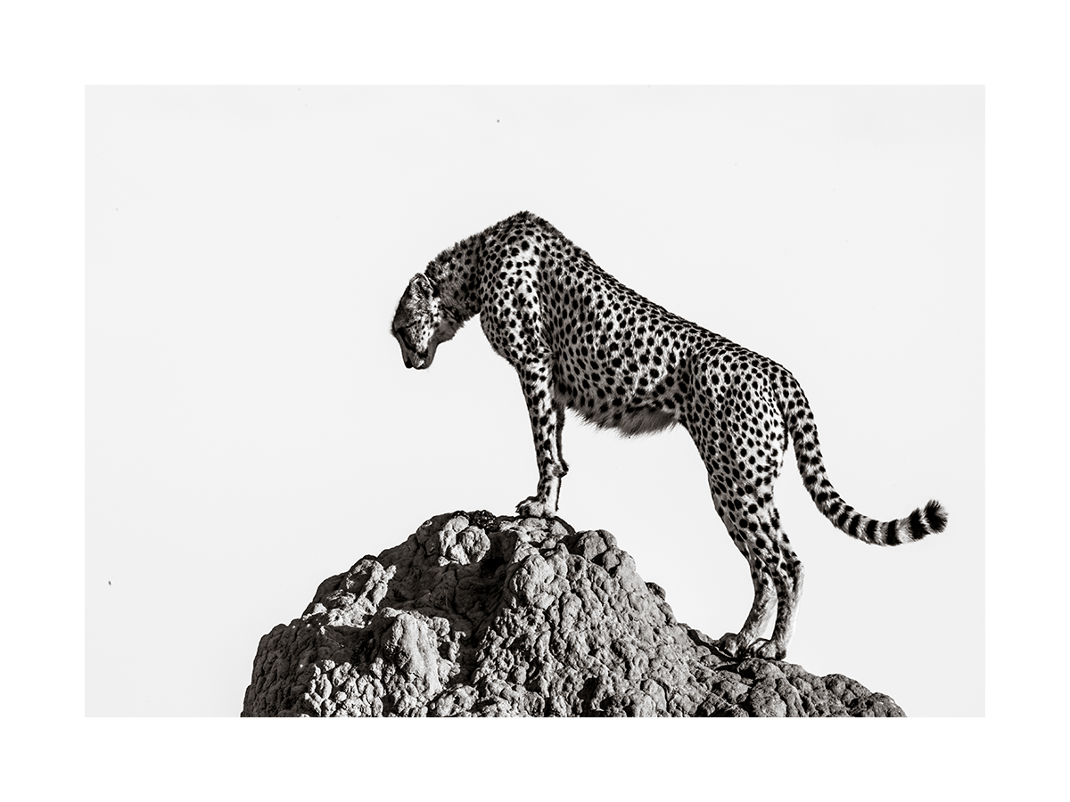 Cheetah on a Rock Poster
