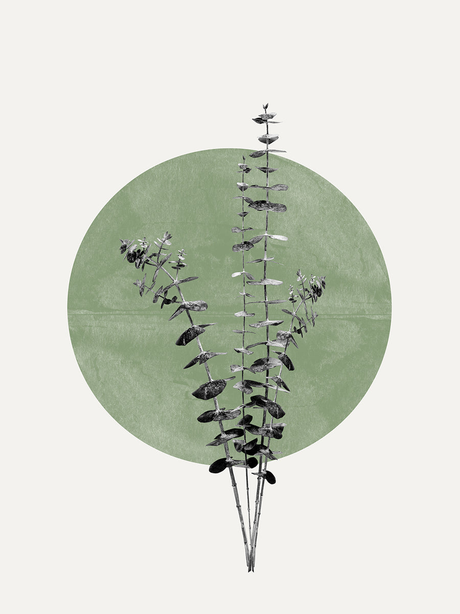 Schwarz-weiß-Illustration von Eukalyptus vor einem grünen Kreis auf hellgrauem Hintergrund.