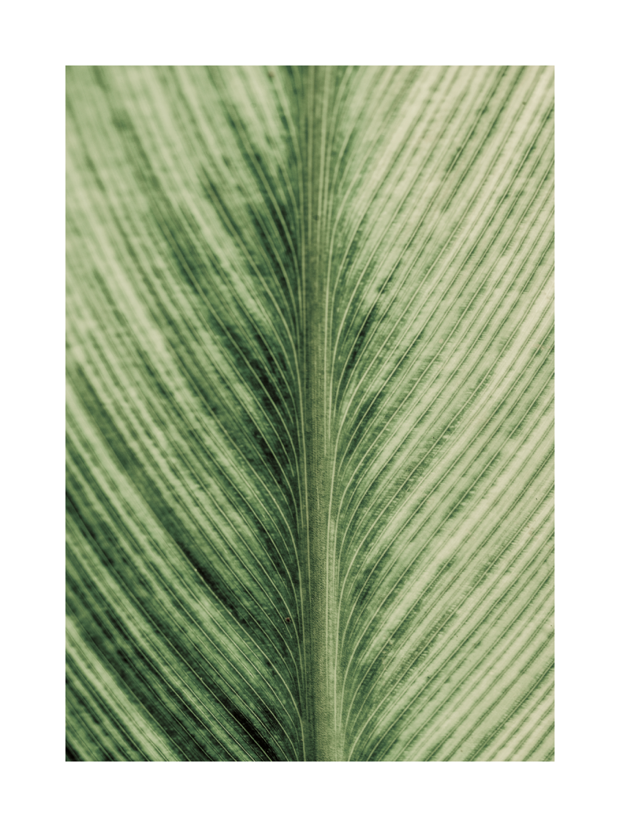 Close Up Leaf Poster