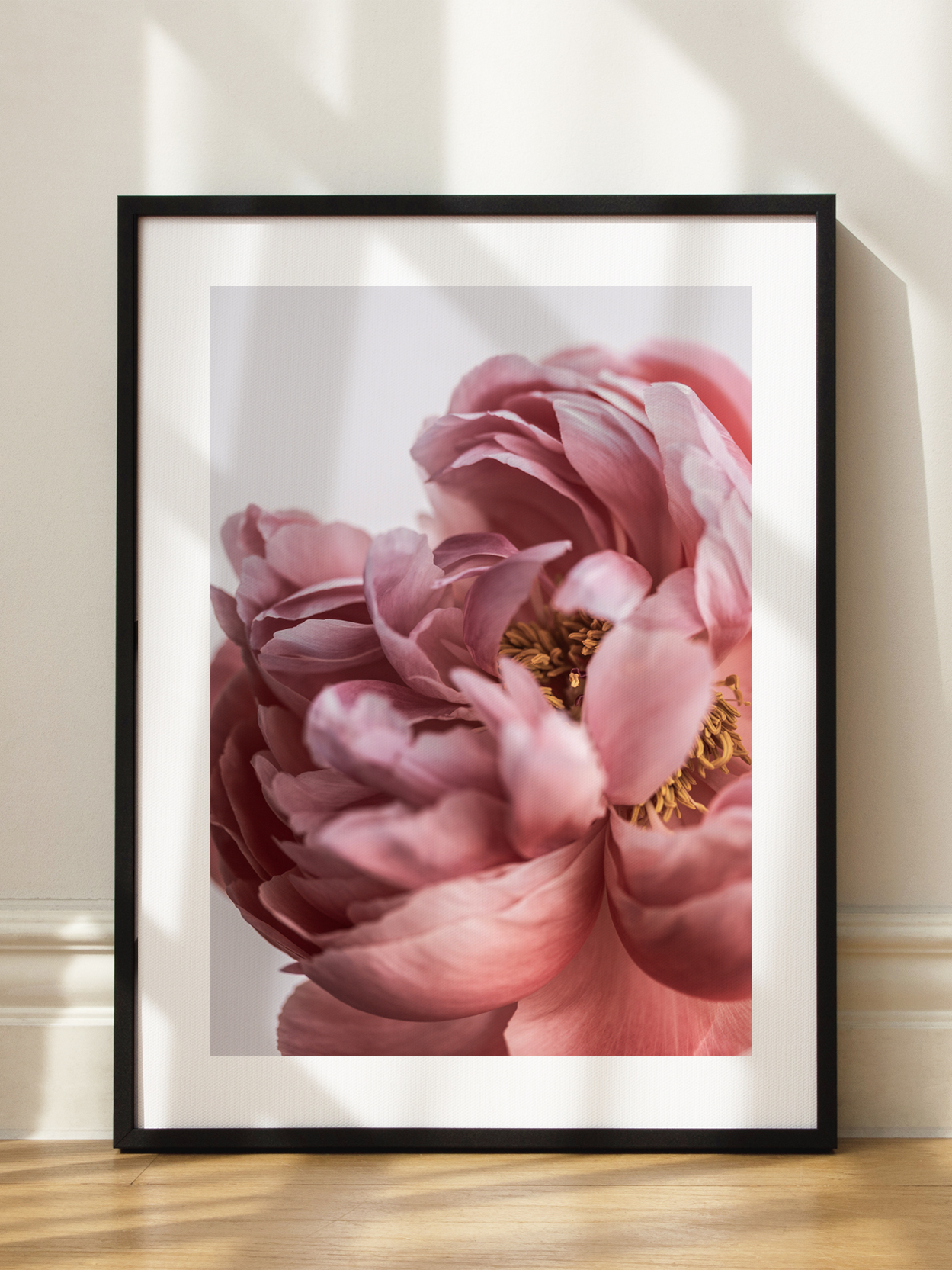 Close Up Peony