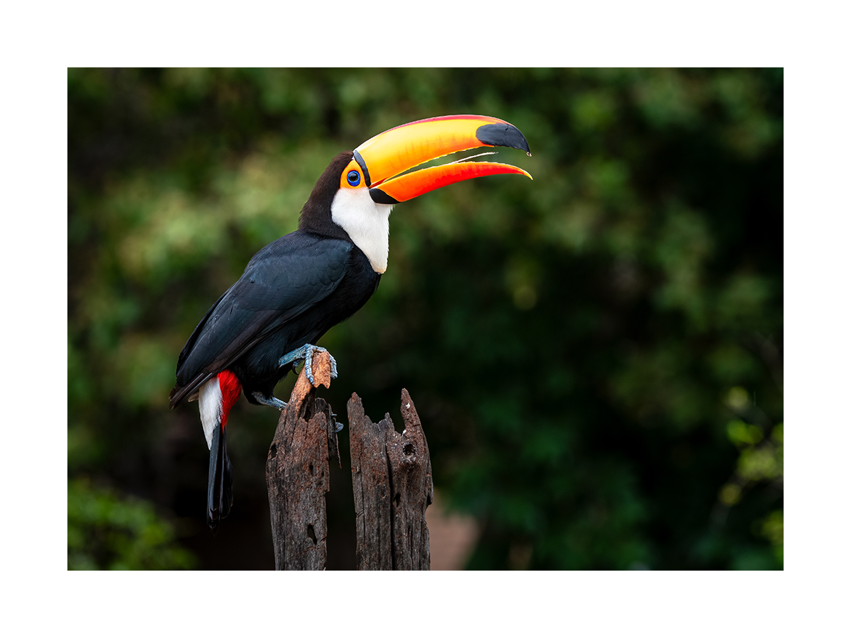 Colorful Toucan Poster