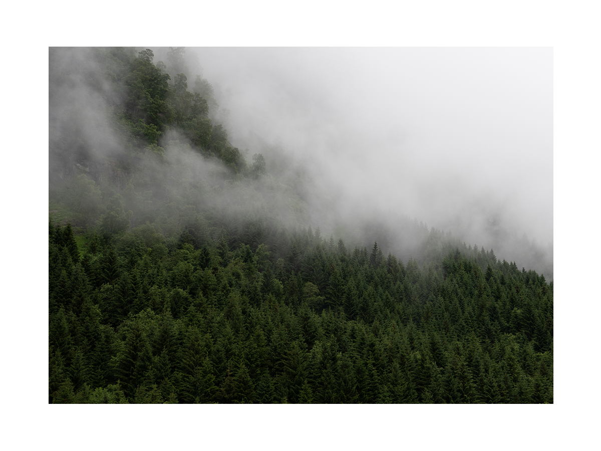 Fotografie eines nebligen Nadelwalds.
