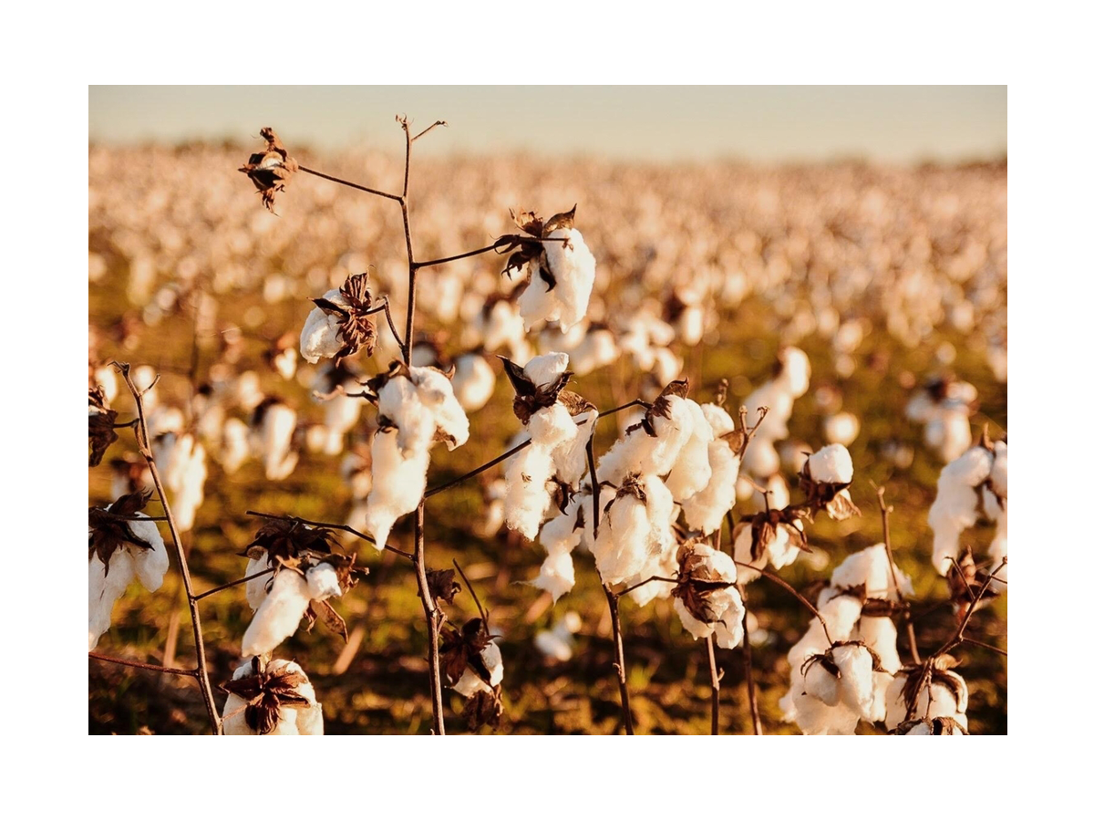 Cotton Field Poster