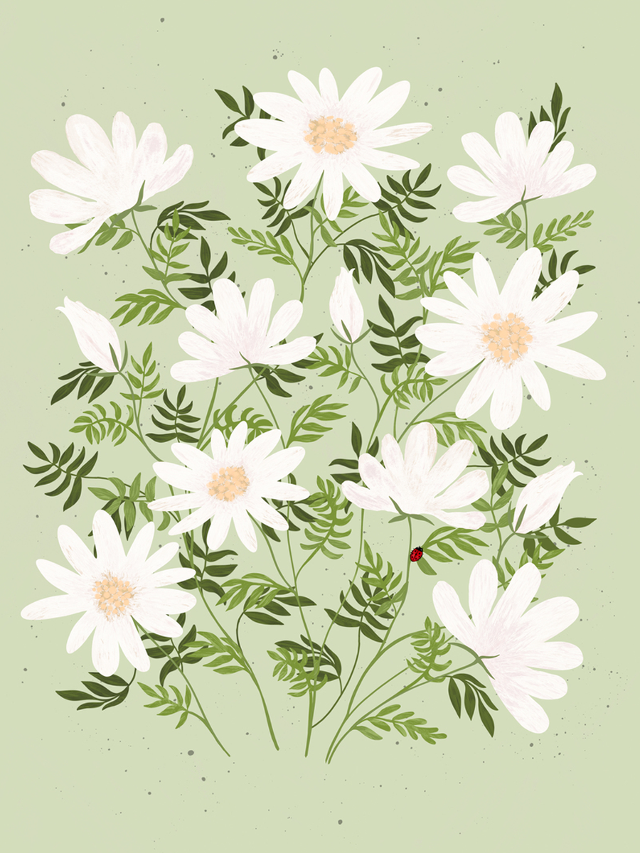 Illustration von weißen Gänseblümchen mit grünen Blättern auf hellgrünem Hintergrund.