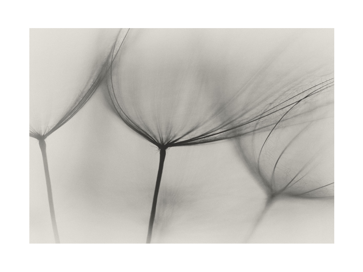 Dandelion Close Up Poster
