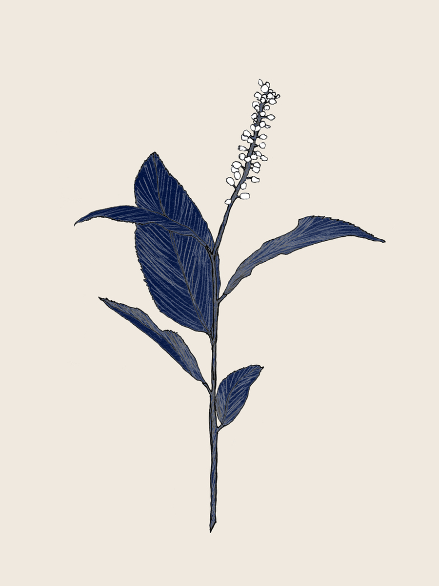 Illustration einer Pflanze mit dunkelblauen Blättern und beigen Blüten auf hellem Hintergrund.