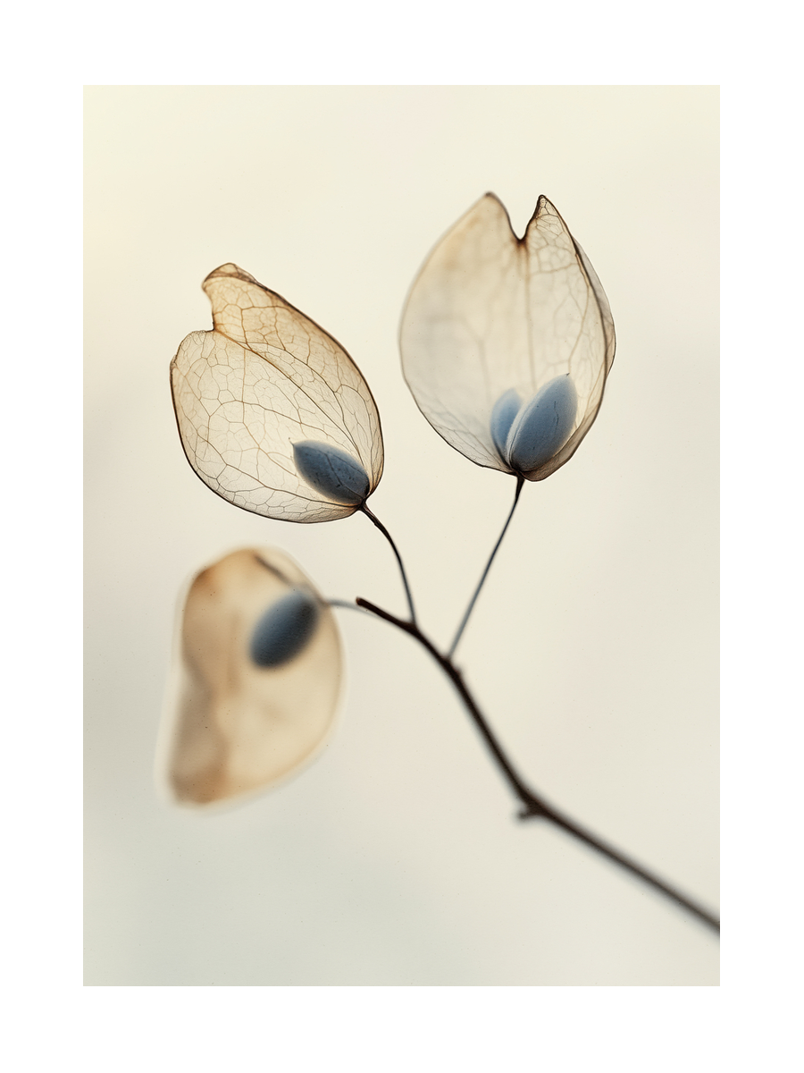 Delicate Seeds Poster