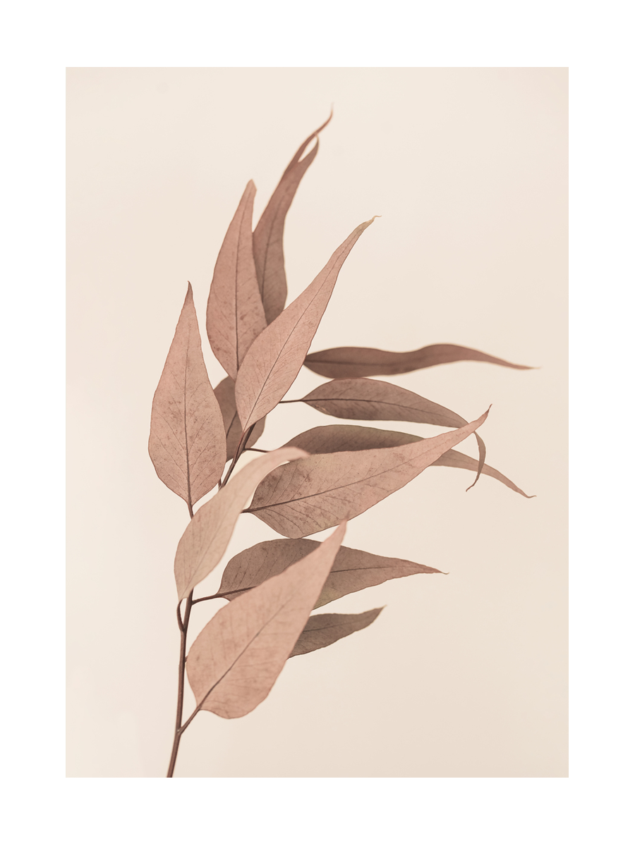 Dried Eucalyptus Poster