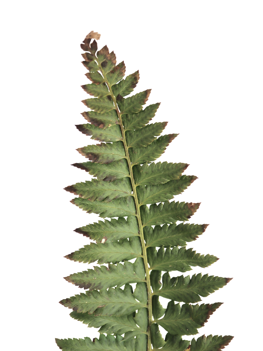 Dried Fern Poster