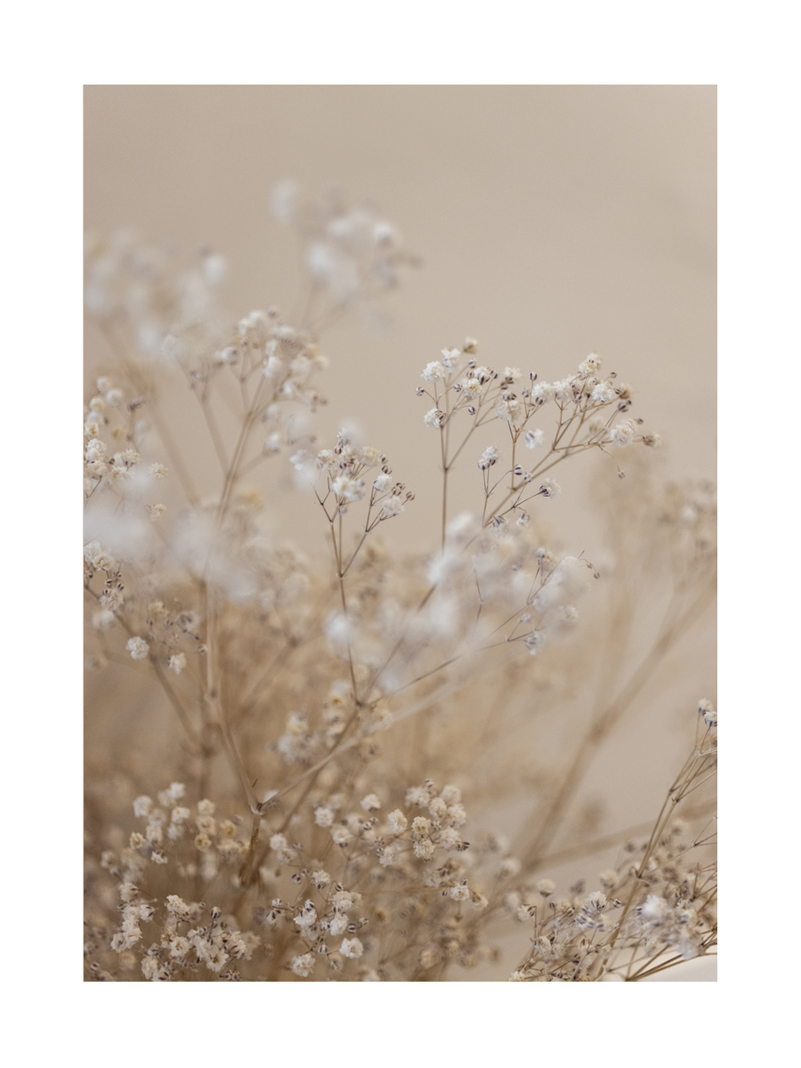 Nahaufnahme von zarten, getrockneten Blumen in Creme- und Beigetönen.