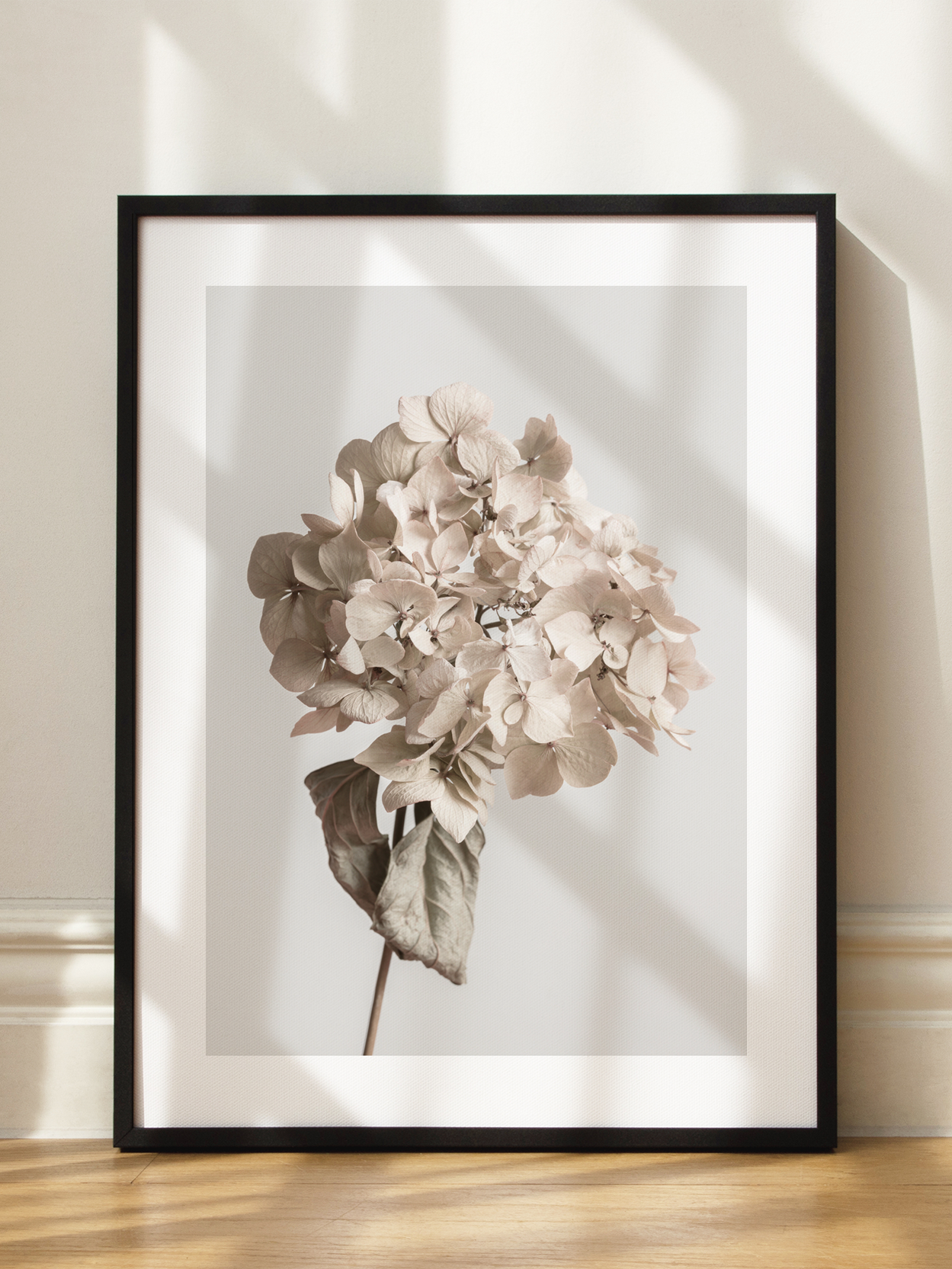Dried Hydrangea