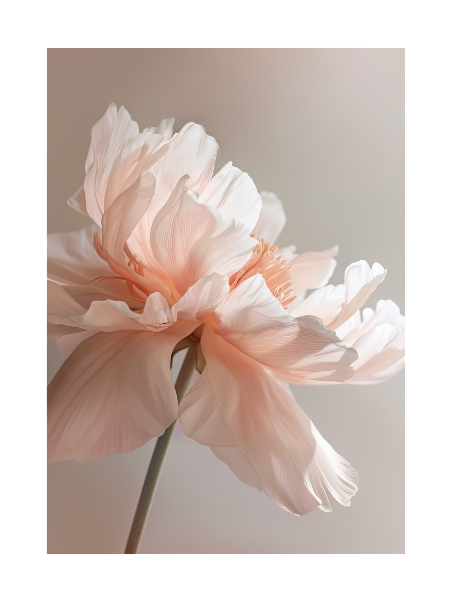 Poster einer rosa Pfingstrose mit zarten Blütenblättern.