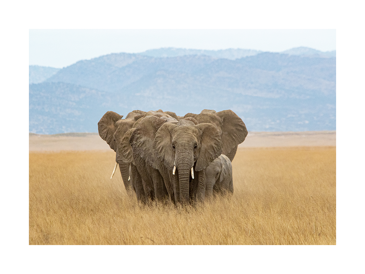 Elephant Family Poster