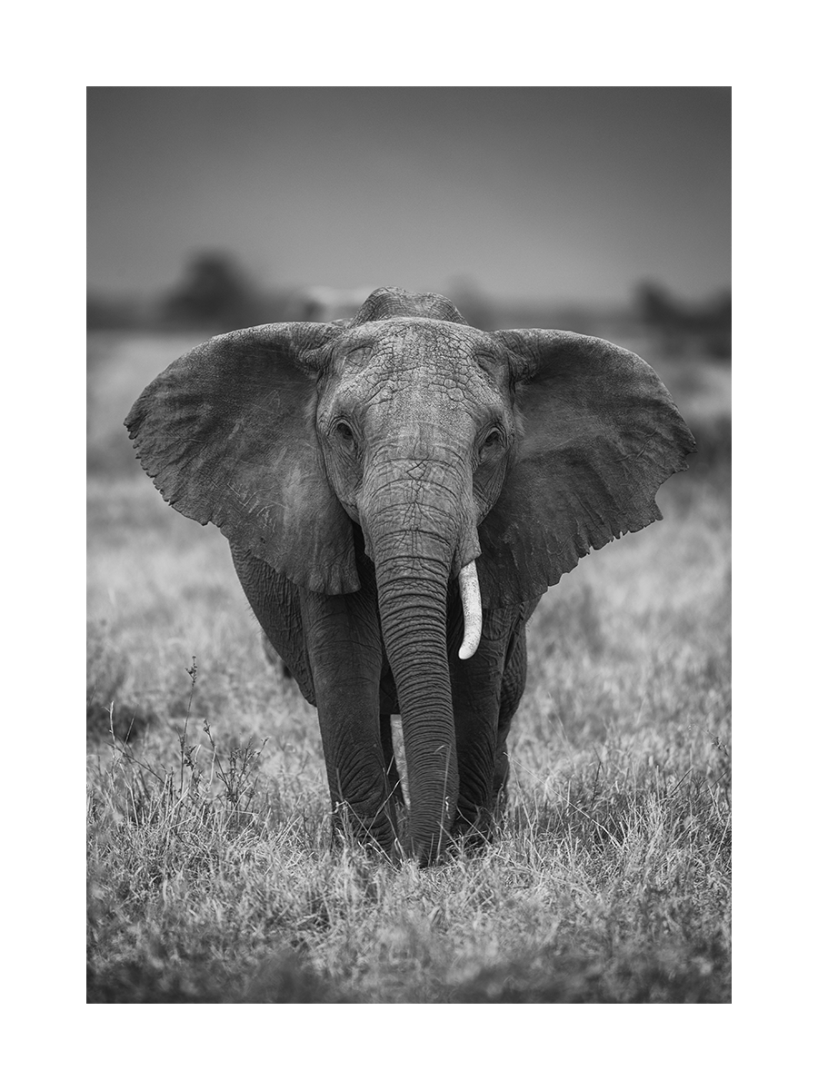 Elephant King Poster