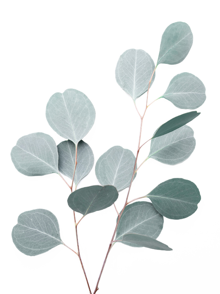 Eucalyptus Twigs Poster