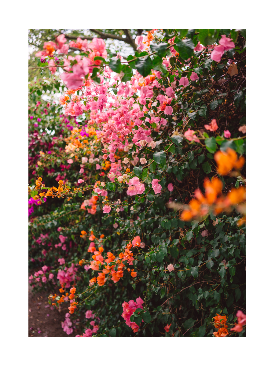 Ein Meer aus leuchtenden Blumen in Pink, Orange und Grün.
