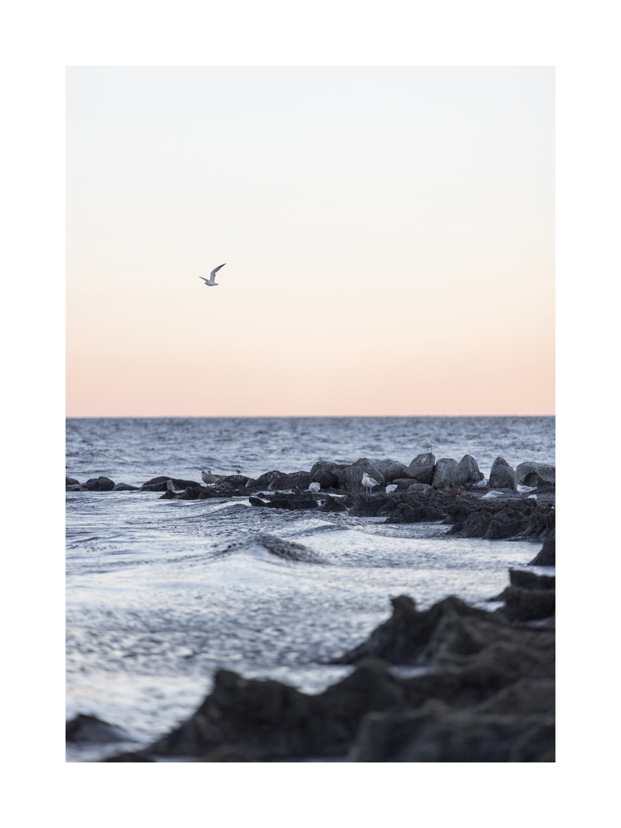 Fotografie einer Möwe, die über dem Meer und Felsen fliegt, mit orangefarbenem Himmel im Hintergrund.