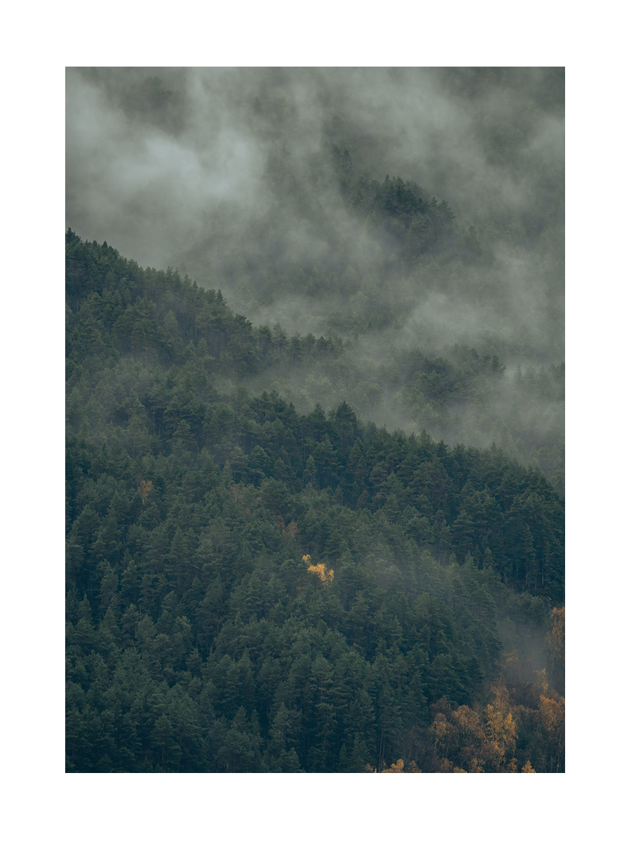 Fotografie eines nebligen grünen Waldes.