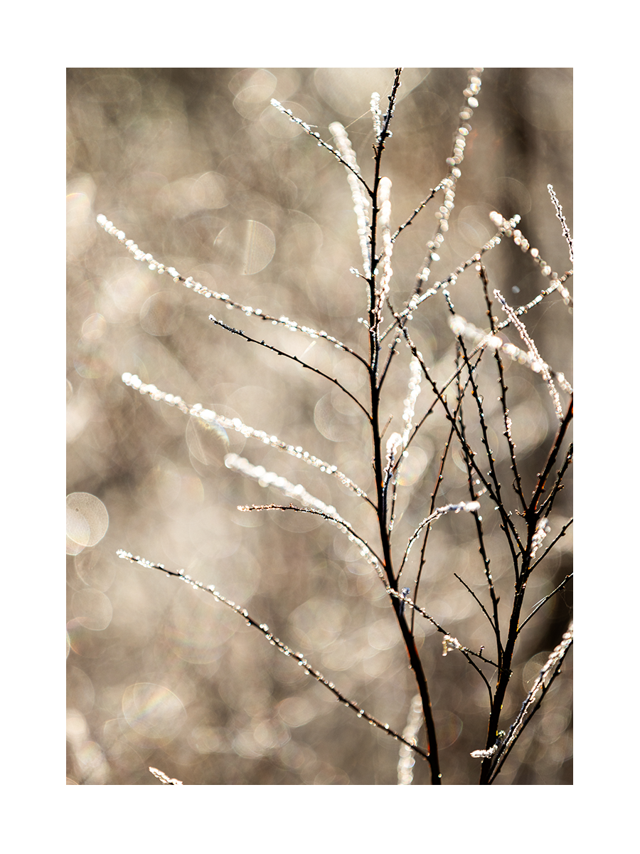 Frozen Branches Poster