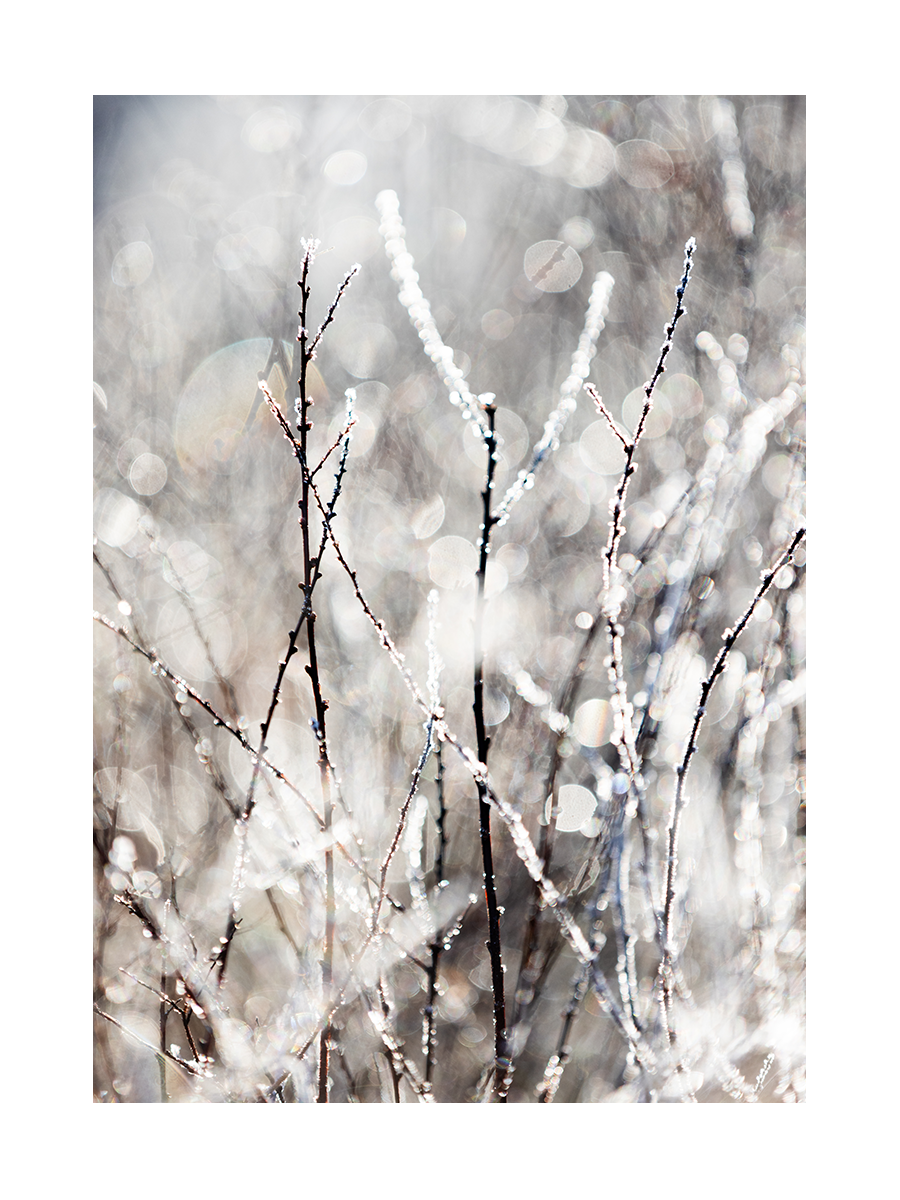 Frozen Plants Poster