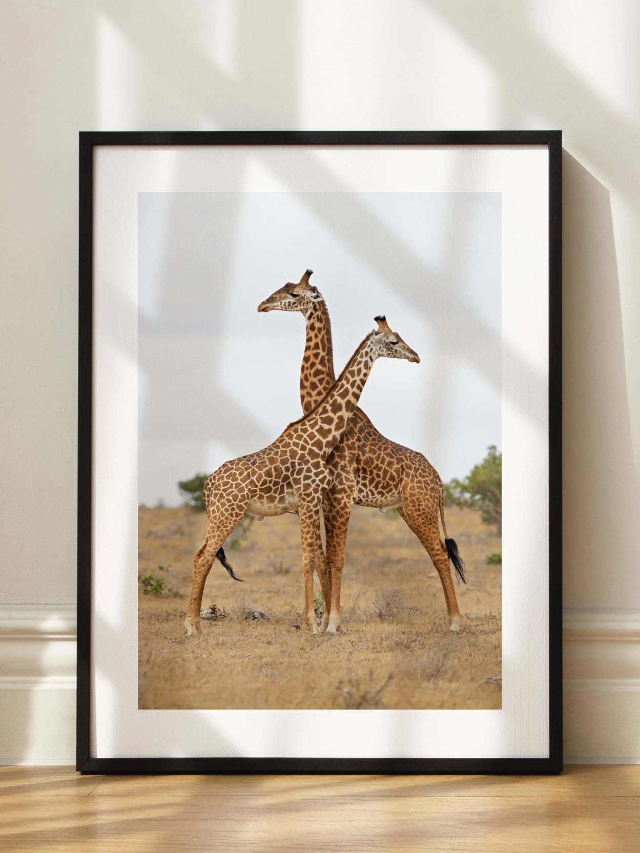 Giraffe Pair Poster