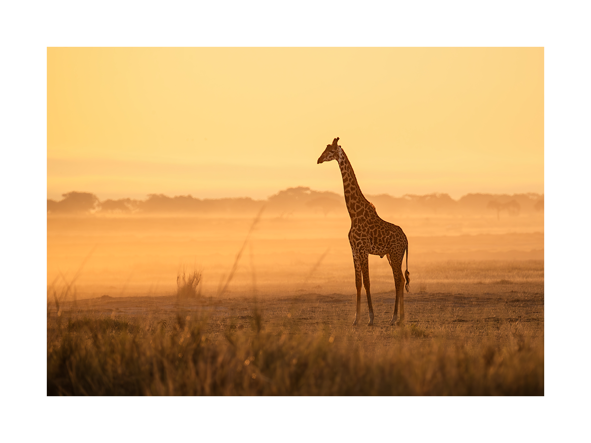 Giraffe in the Morning Light Poster