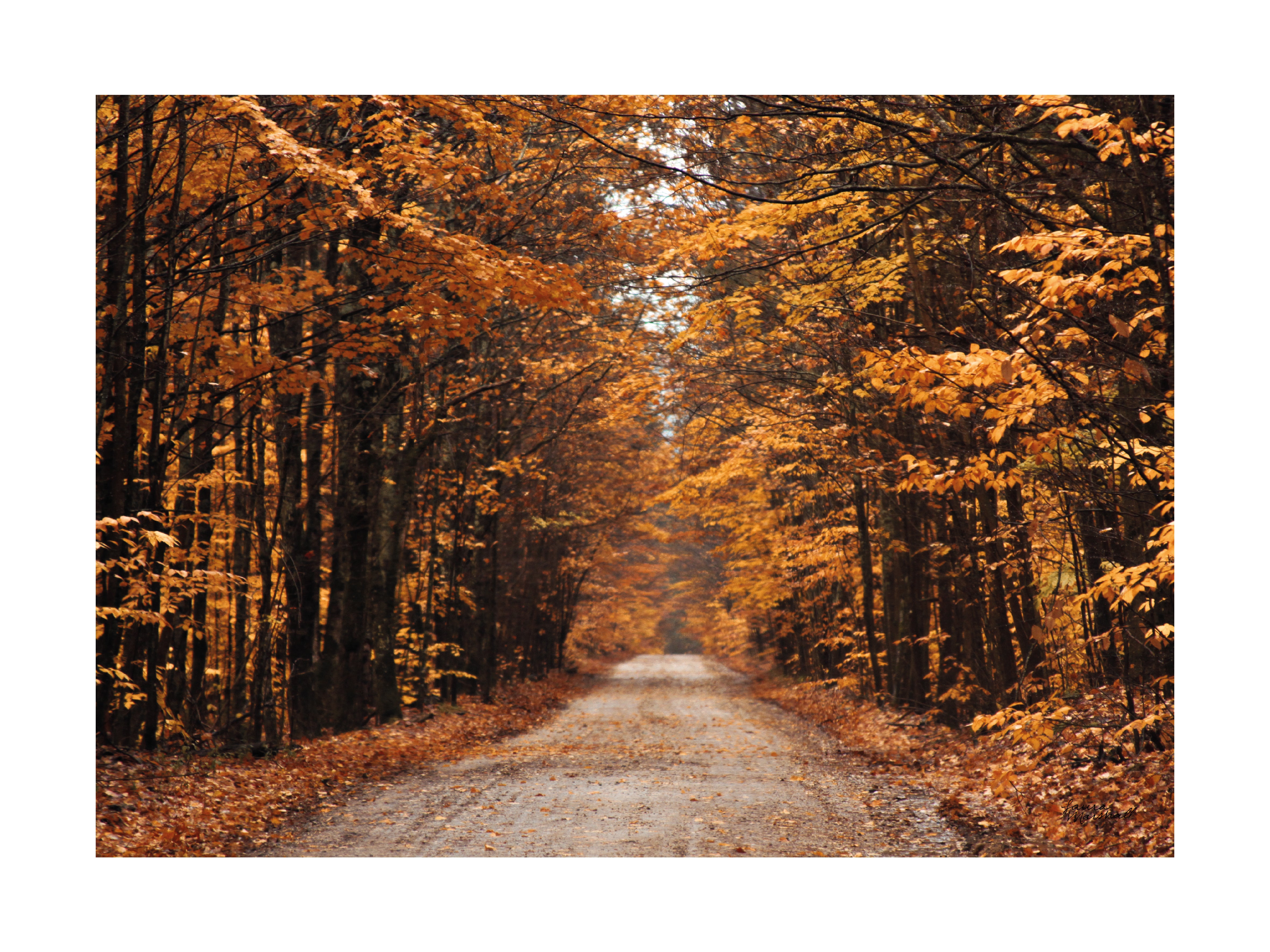 Fotografie eines Waldwegs mit orangefarbenen Blättern an den Bäumen.
