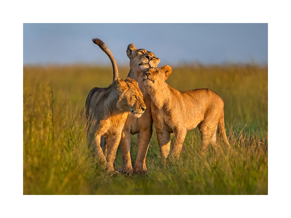 Golden Lion Cubs Poster