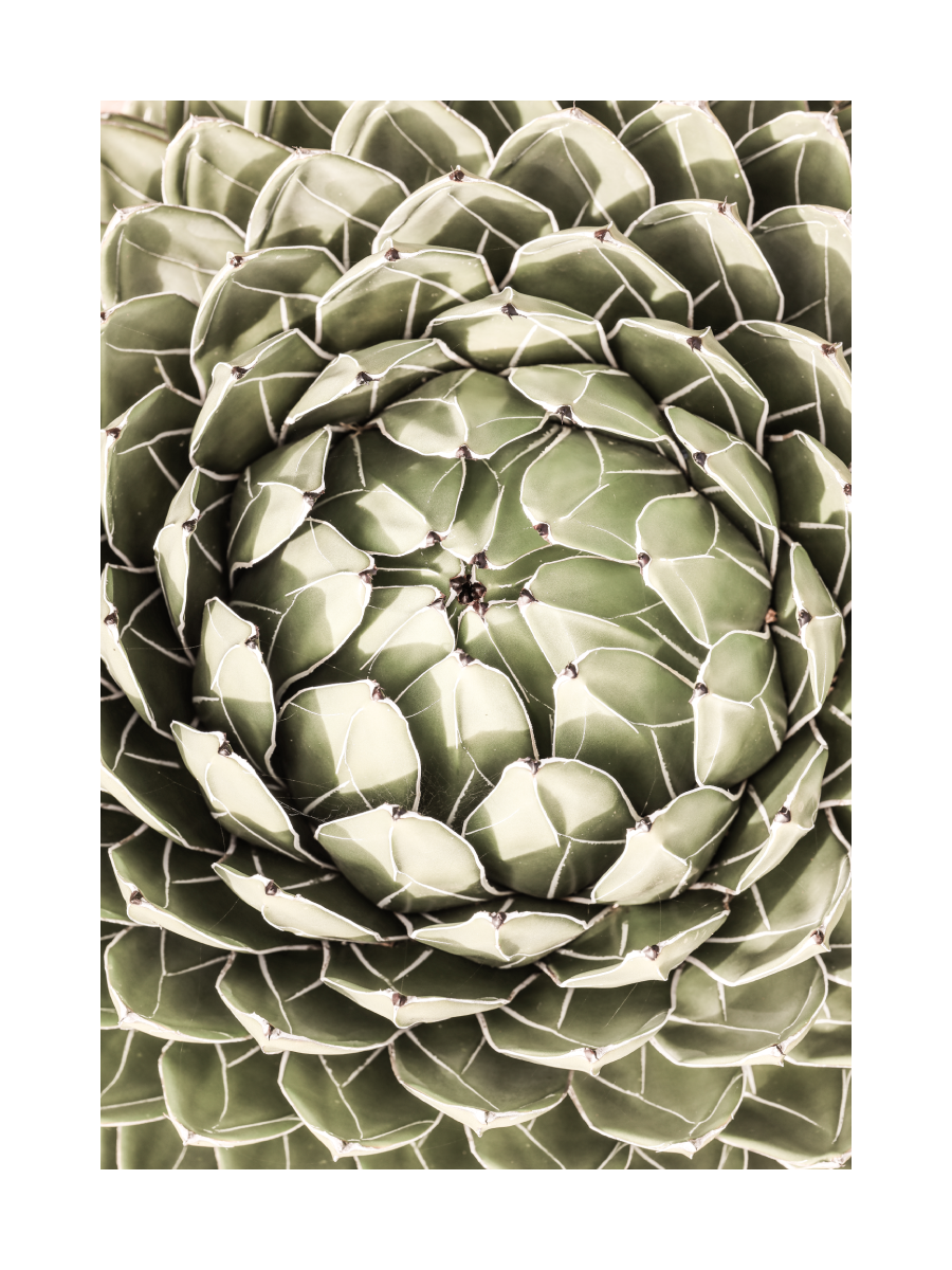 Green Botanical Poster