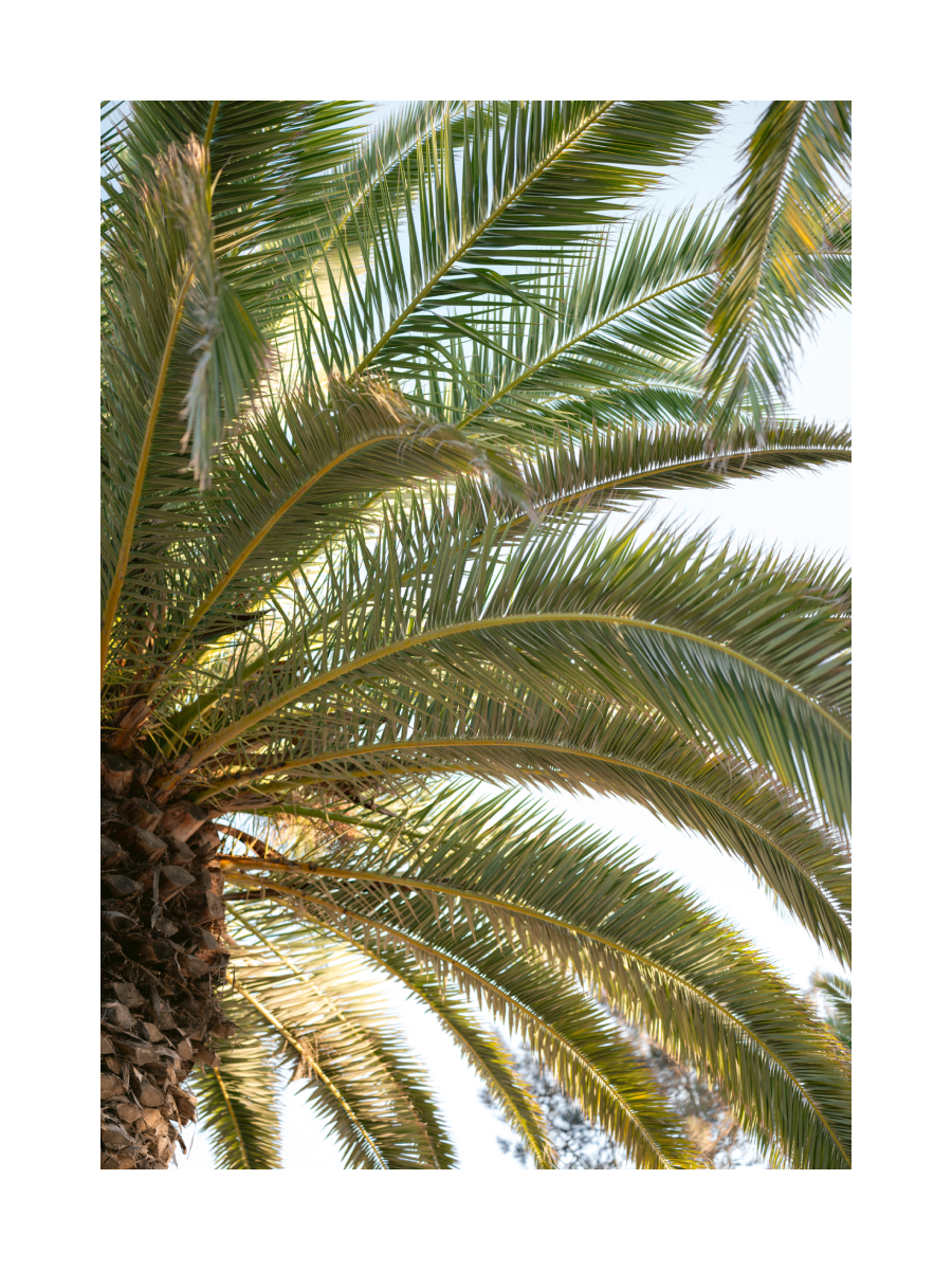 Green Palm Poster