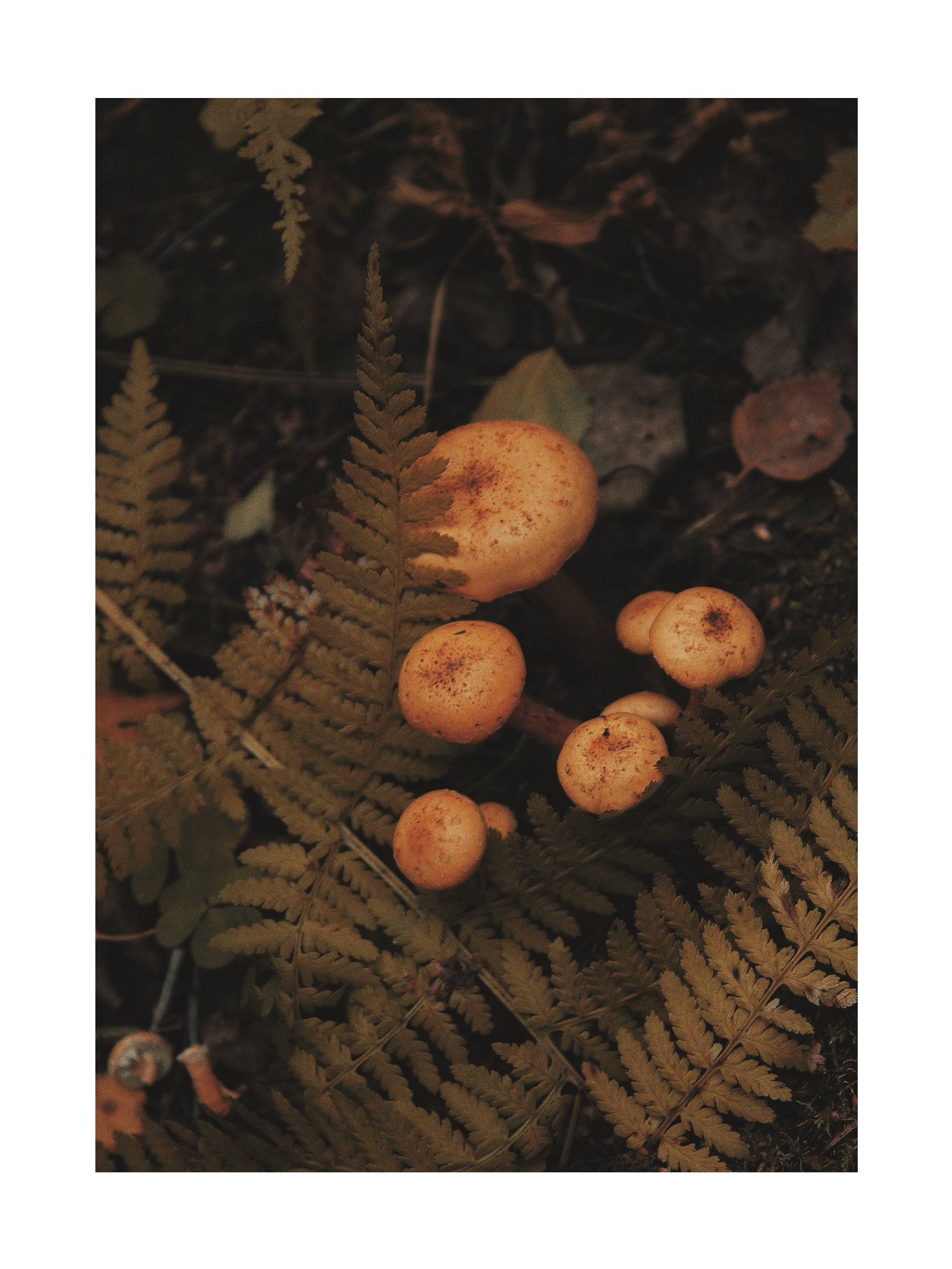 Fotografie von gelben Pilzen im Wald, umgeben von Farnen.