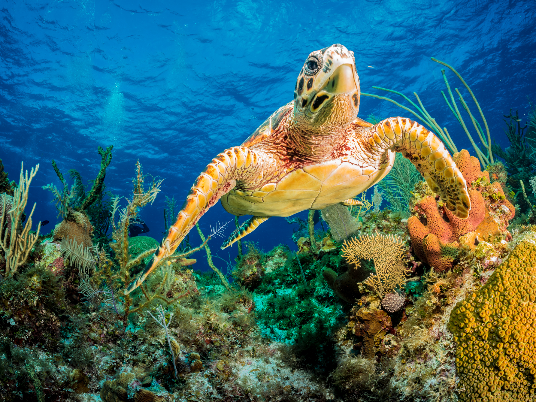 Hawksbill Turtle Swimming Through Caribbean Reef Poster