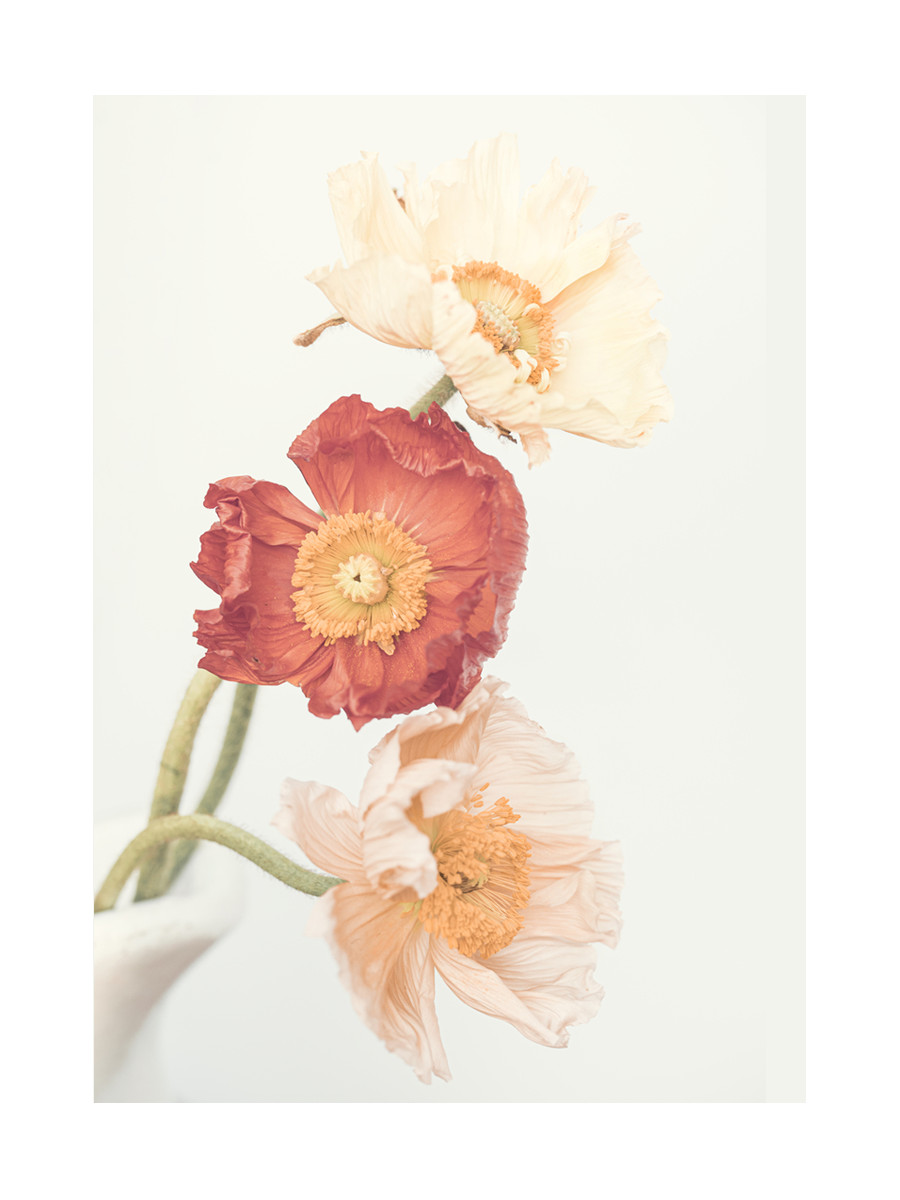 Drei Islandmohnblumen in Rot, Beige und Weiß vor einem hellen Hintergrund.