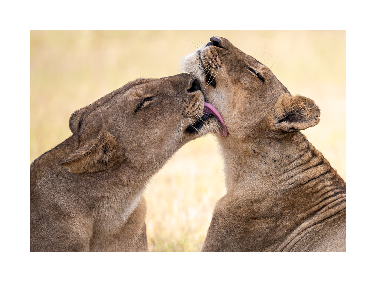 Lion Love Poster